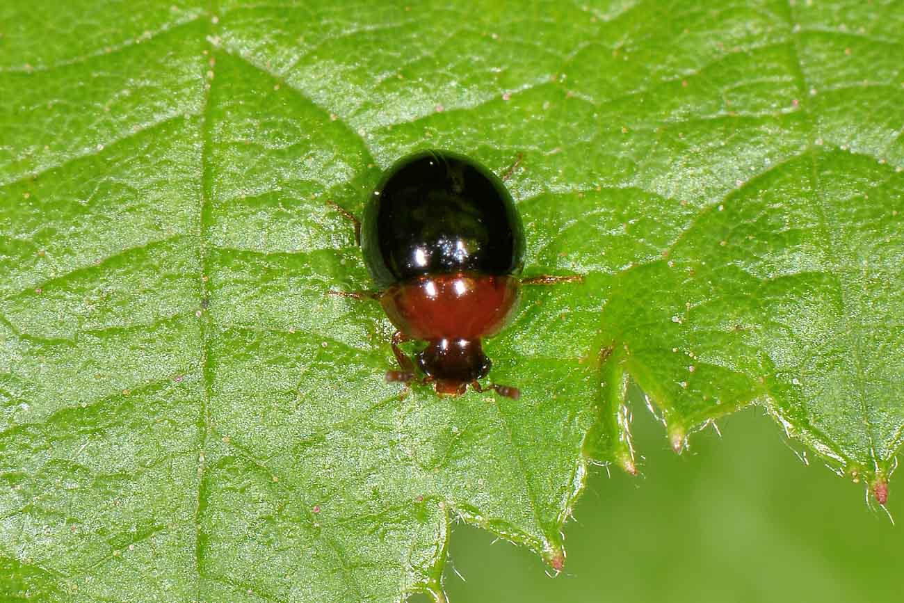 Amphicyllis globus, Leiodidae